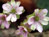 Show product details for Hepatica japonica Souhou